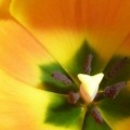 yellow tulip