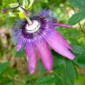 Title - Eternity Limited Edition of 333 by award-winning photographer, Michele Penn. Michele Penn is the floral photographer in Eckhart Tolle and Byron Katie's book, Peace in the Present Moment. This flower is on page 38 of our book.