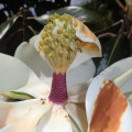 Title - Magnolia Magnificence