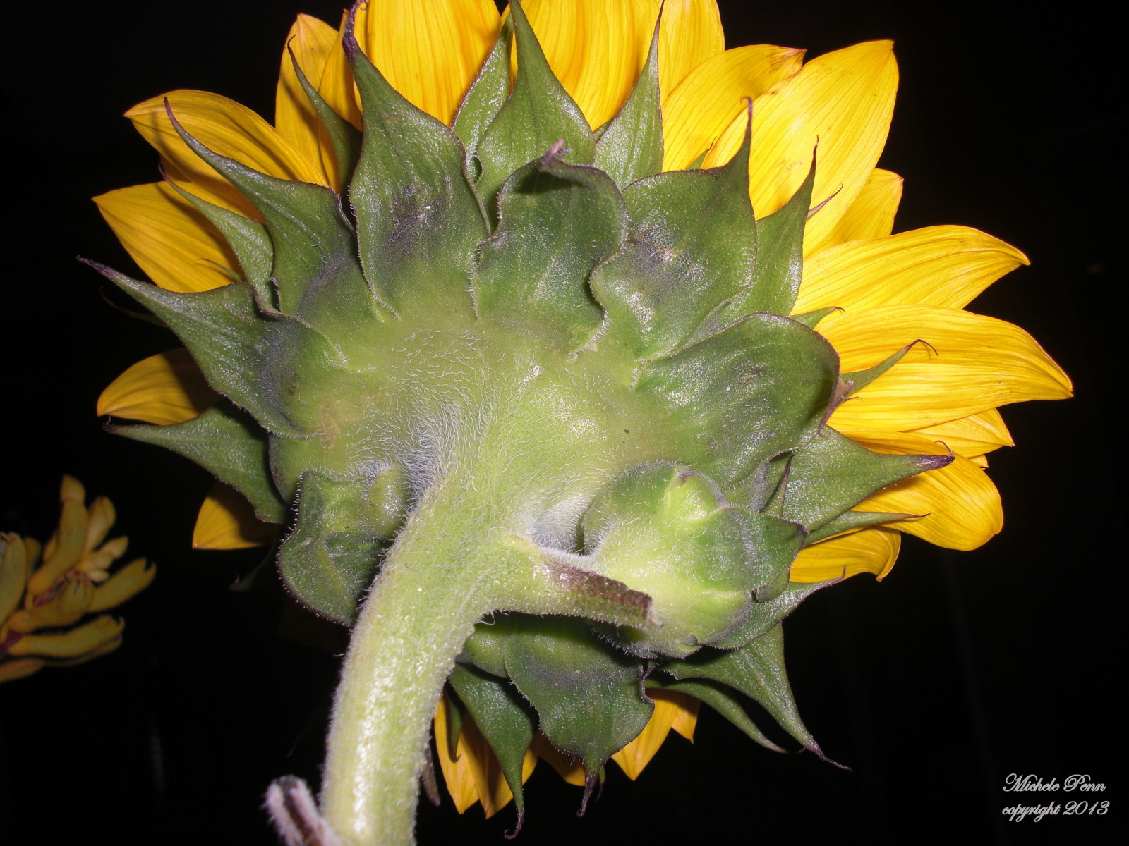 good  sunflower CIMG0333-001